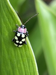 Omophoita