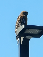 Buteo lineatus