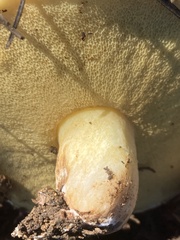 Suillus quiescens