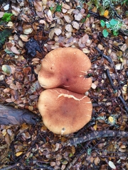 Cortinarius castoreus