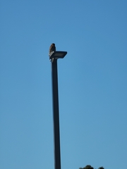 Buteo lineatus
