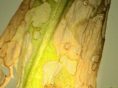 Pollanisus trimacula