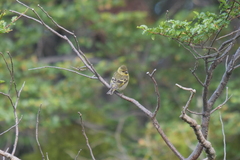 Spinus barbatus