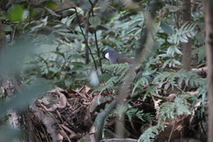 Pterorhinus chinensis