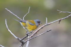 Phrygilus patagonicus