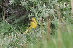 Spinus barbatus