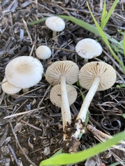 Marasmius albogriseus