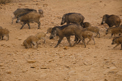 Sus scrofa cristatus