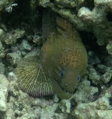Giant moray