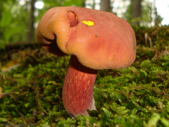 Lanmaoa
