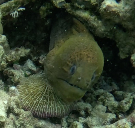 Giant Moray (Gymnothorax javanicus) — recorded at Jetty Post Ii
