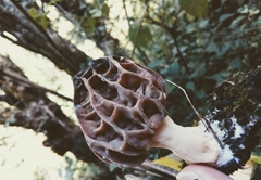 Morchella tridentina