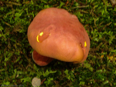 Lanmaoa