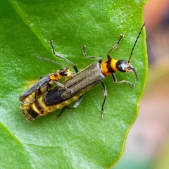 Chauliognathus sydneyanus