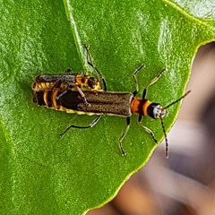 Chauliognathus sydneyanus