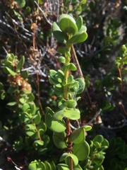 Escalloniaceae