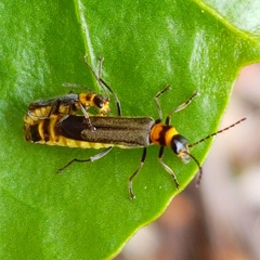 Chauliognathus sydneyanus