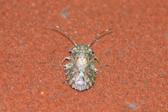 Colpocarena complanata