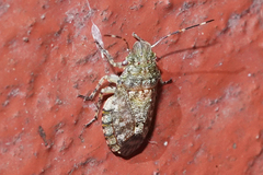 Colpocarena complanata