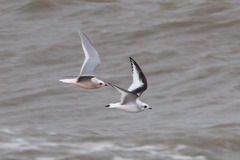 Ross's Gull photo 3