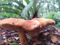 Cortinarius castoreus