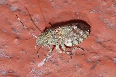 Colpocarena complanata
