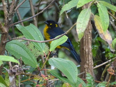 Anisognathus lacrymosus