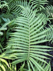 Pelazoneuron kunthii