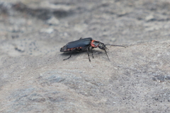 Chauliognathus magellanicus