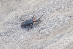 Chauliognathus magellanicus