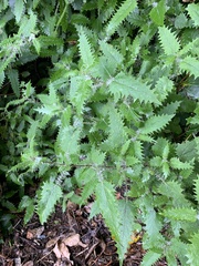 Urtica ferox