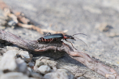 Chauliognathus magellanicus