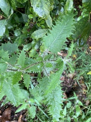 Urtica ferox