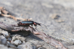 Chauliognathus magellanicus