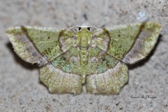 Neagathia corruptata