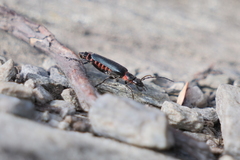 Chauliognathus magellanicus
