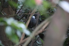 Pterorhinus chinensis