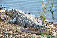 Crocodylus palustris
