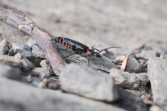 Chauliognathus magellanicus