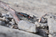Chauliognathus magellanicus