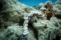 Hypselodoris tryoni