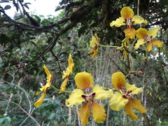 Cyrtochilum macranthum