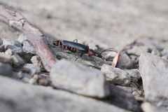 Chauliognathus magellanicus