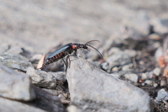 Chauliognathus magellanicus
