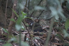 Pterorhinus chinensis