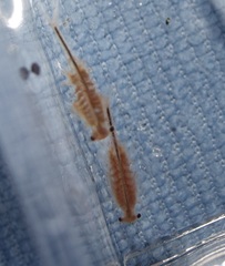 Eubranchipus oregonus