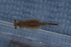 Eubranchipus oregonus