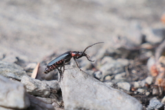 Chauliognathus magellanicus