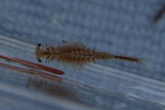 Eubranchipus oregonus