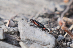 Chauliognathus magellanicus